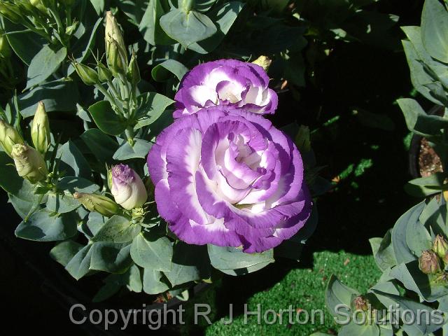 Lisianthus Purple